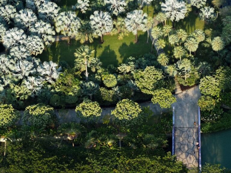 Palmeira Carpentaria