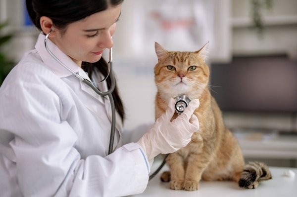 check up pet Petlove